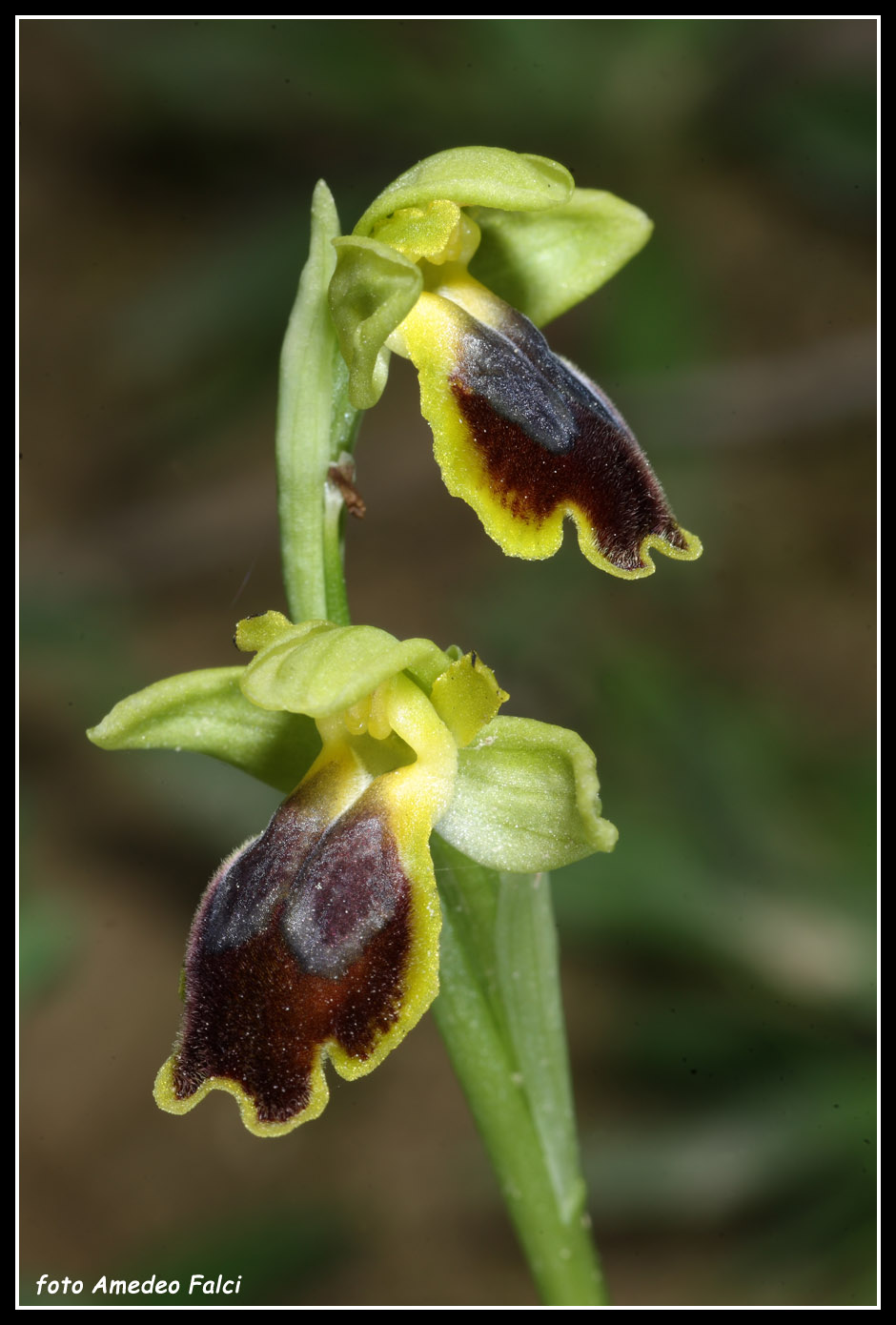 ORCHIDEE DI SICILIA: Ophrys flammeola Delforge